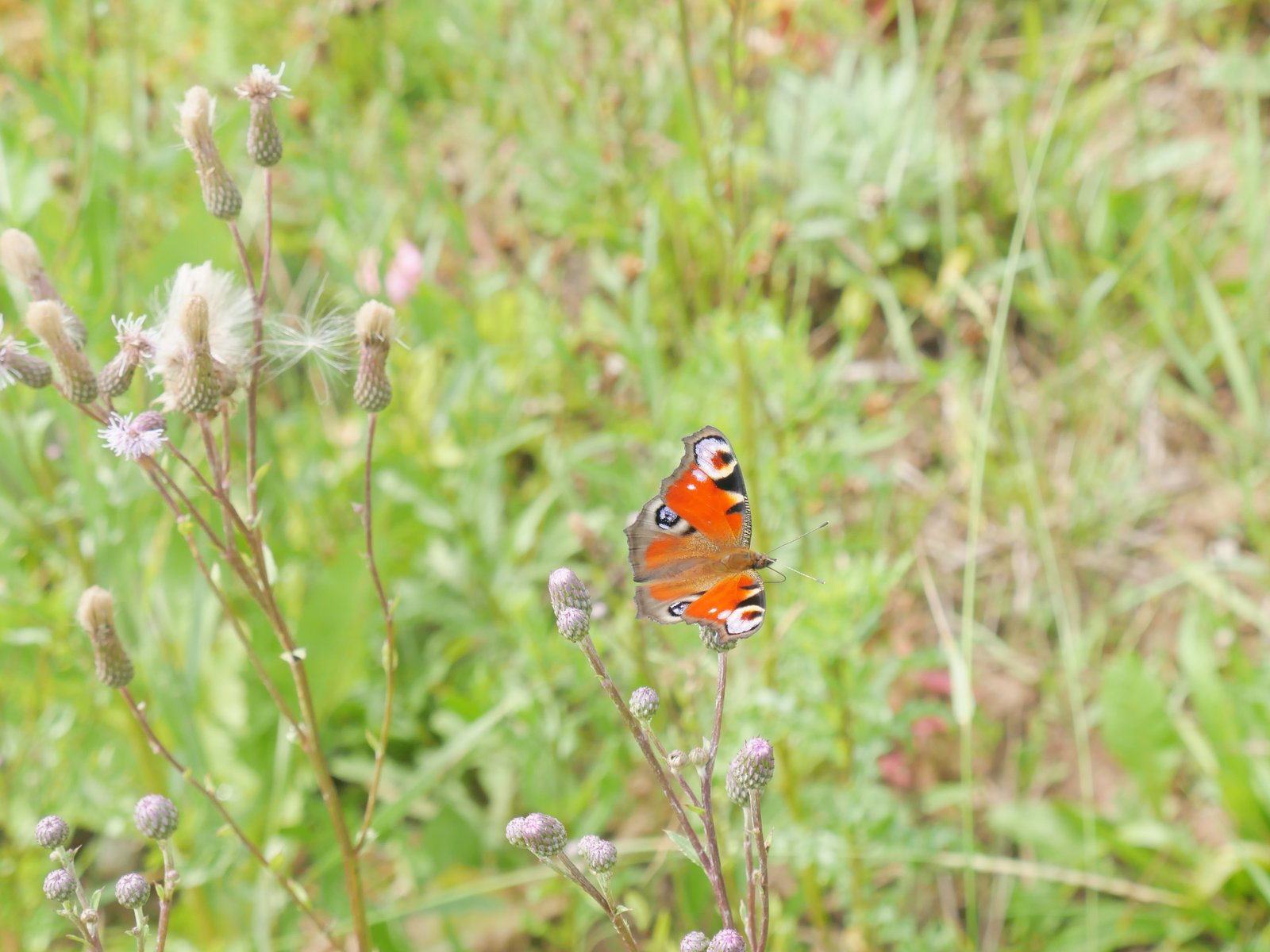 A peacock butterfly on meadow