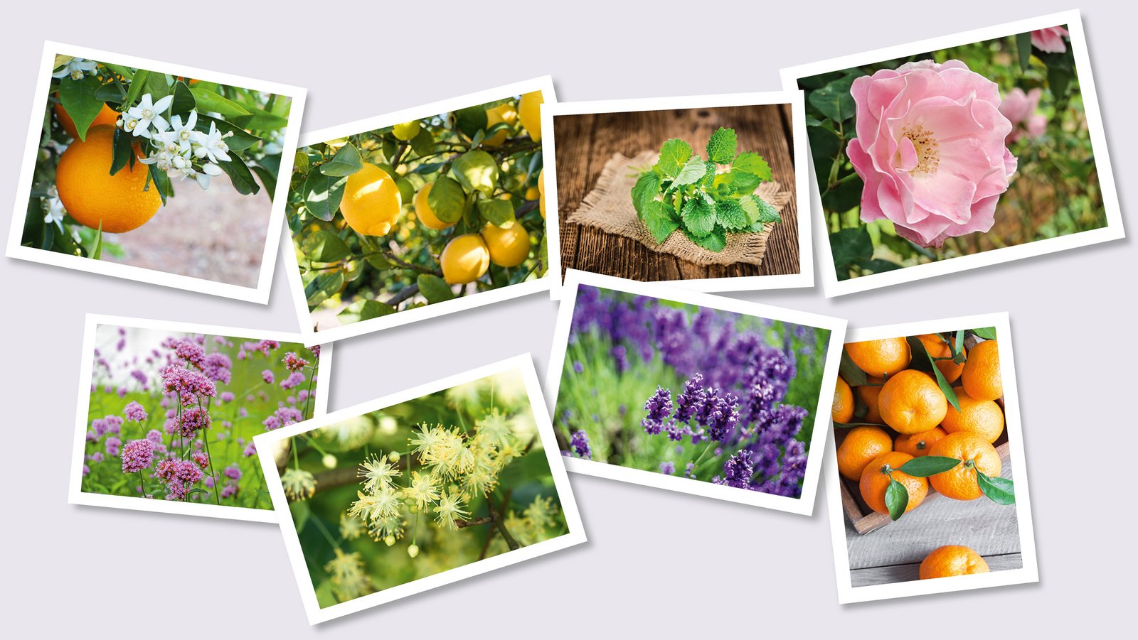 Bilder von verschiedenen Früchten und Blüten