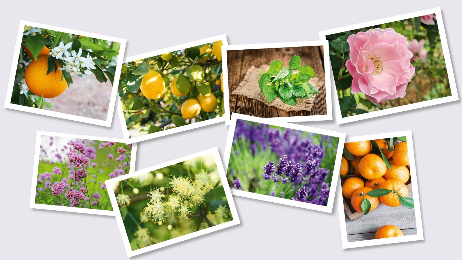 Pictures of different fruits and flowers