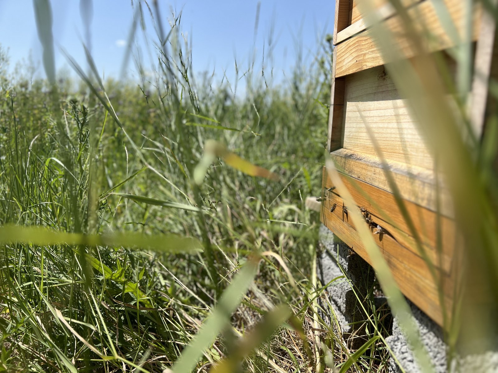 Beehive, bees sitting at the entrance hole.