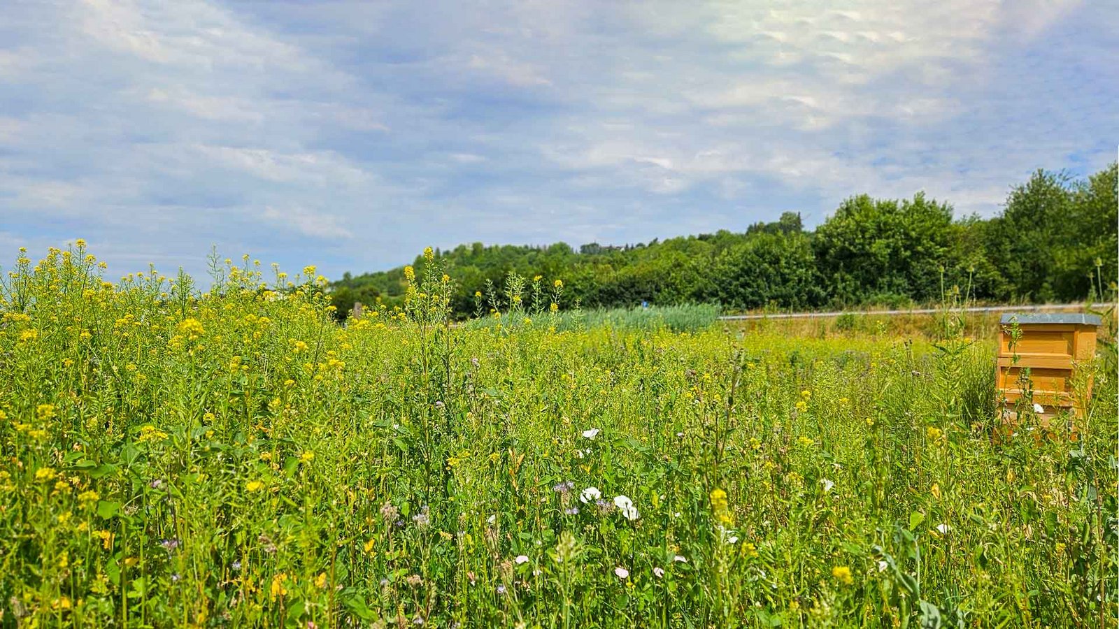 [Translate to Englisch:] Wildblumenwiese mit Bienenstock