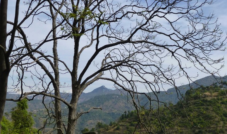 Image of hilly mountainous India, where soapnut trees grow