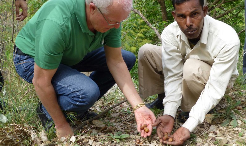 Rudolf Bund and an employee collect soap nuts from the ground
