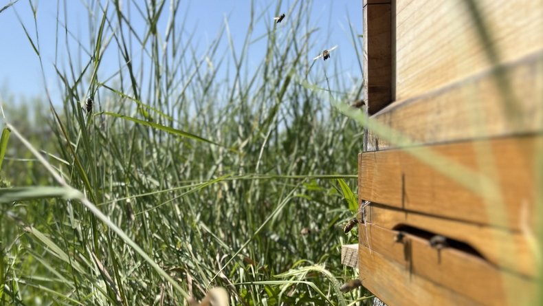 Bienenkasteneinflugloch vor Wiese