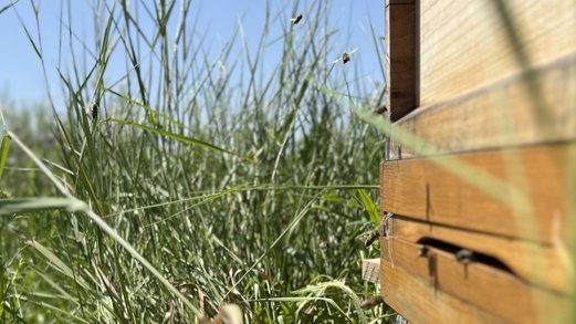 Bienenkasteneinflugloch vor Wiese