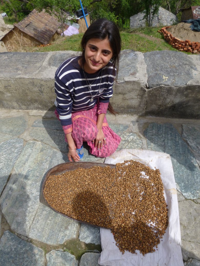 Young woman spreads out soap nuts to dry