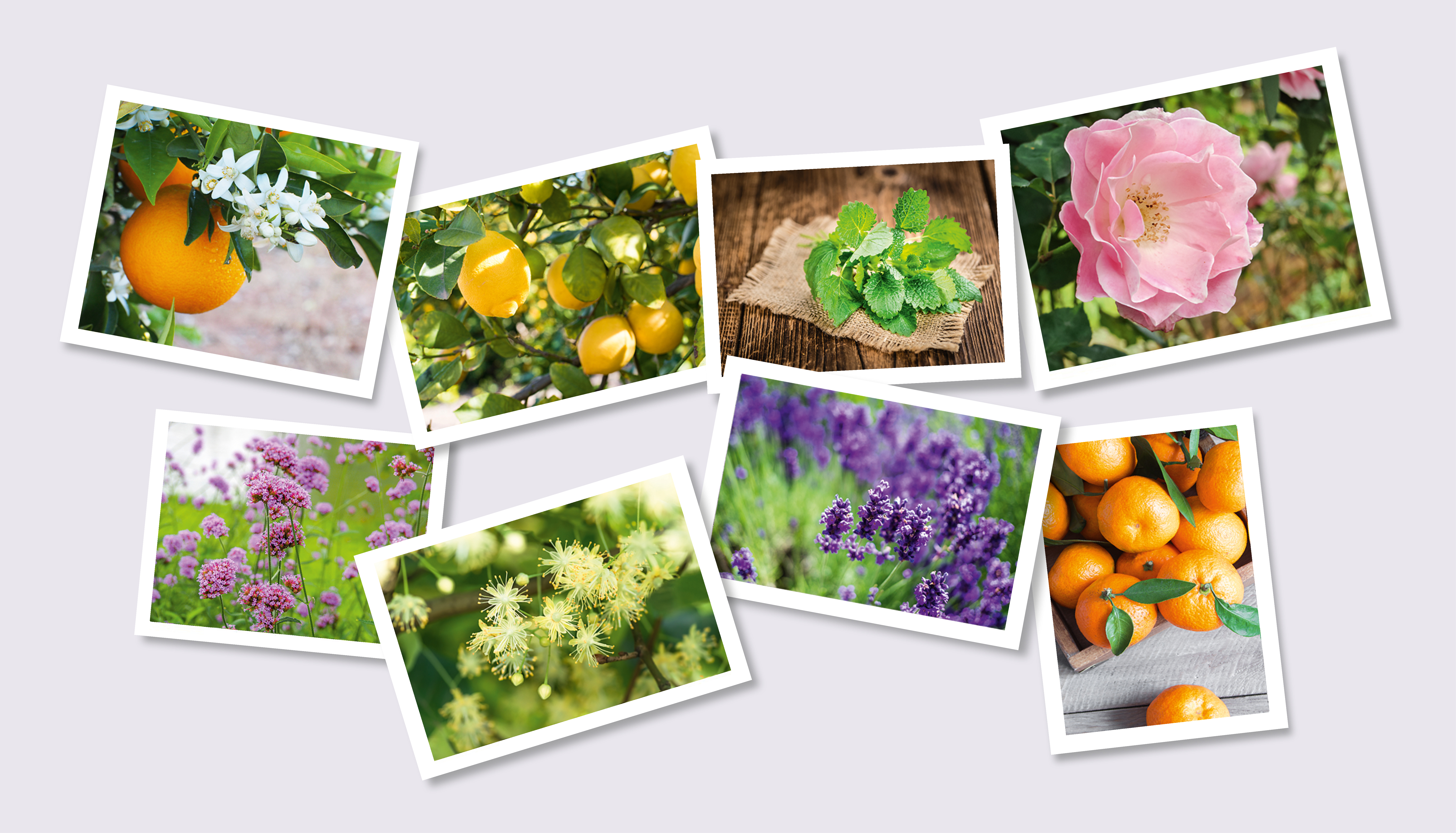 Bilder von verschiedenen Früchten und Blüten 